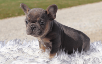 Male Frenchton Pup - Frank