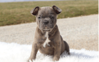Male Frenchton Pup - Archie
