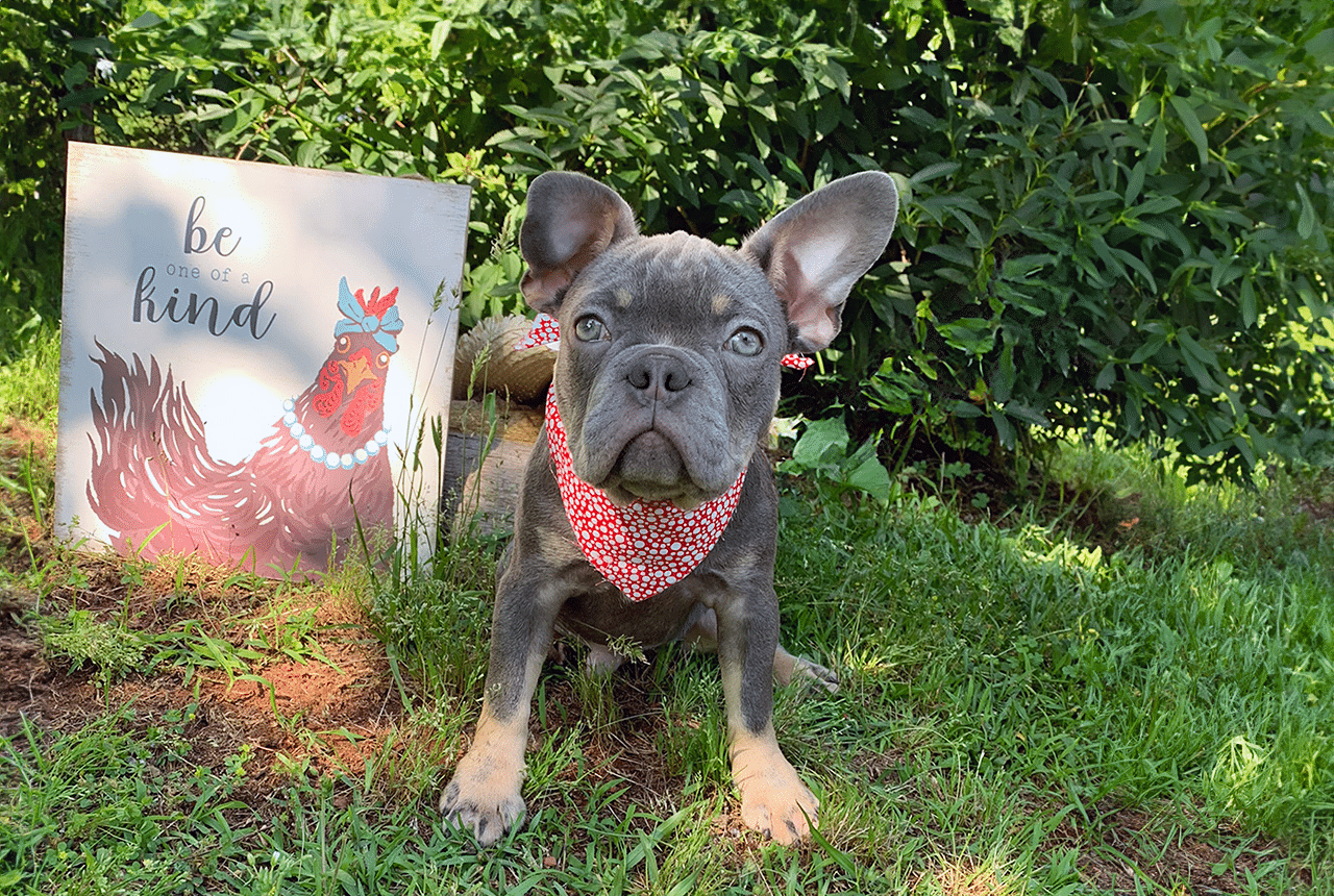 Frenchton Puppy - Benjamin