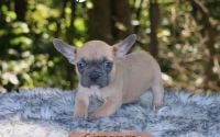Male Frenchton Pup - Cinnamon