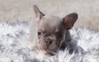 Male Frenchton Pup - Daniel