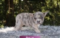 Female Frenchton Pup - Elana