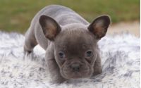 Female Frenchton Pup - Zoey