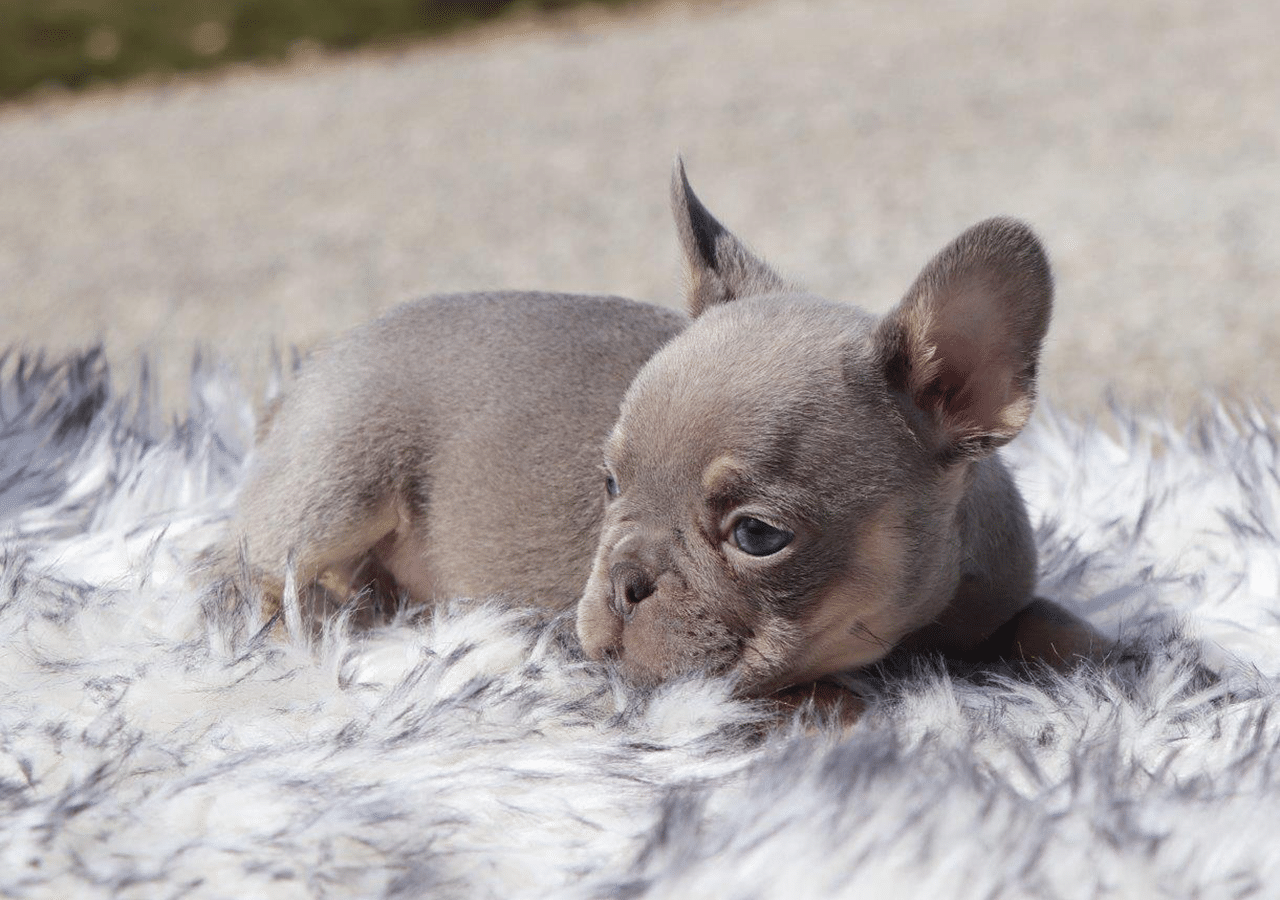 Male Frenchton Pup - Daniel