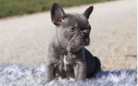 Female Frenchton Pup - Holly
