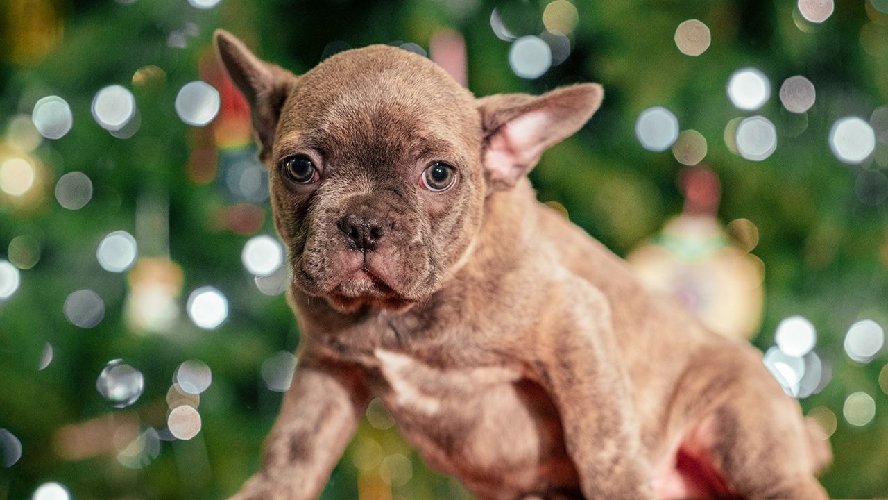 Acorn - Male Frenchton