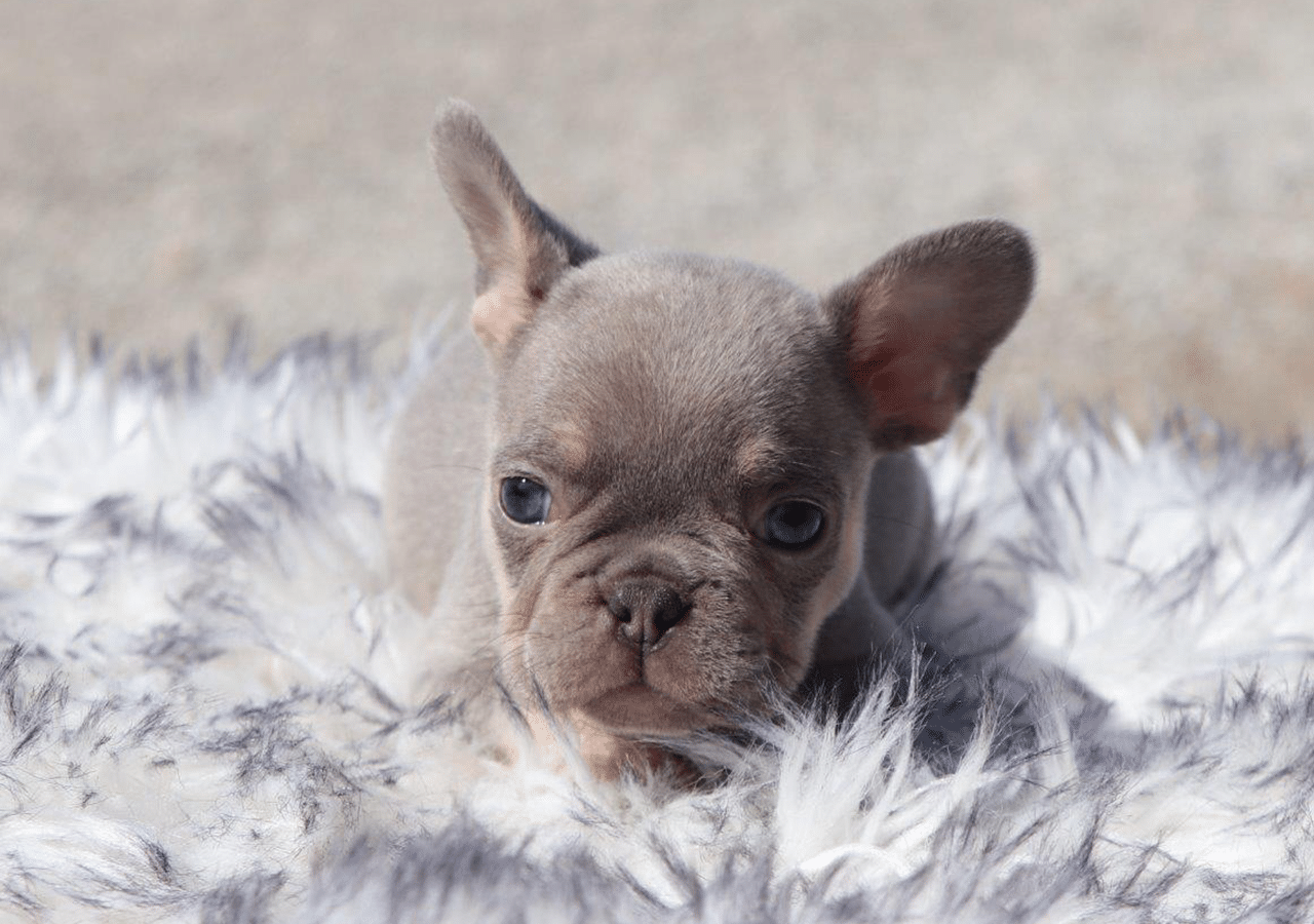 Male Frenchton Pup - Daniel