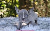 Female Frenchton Pup - Ginger