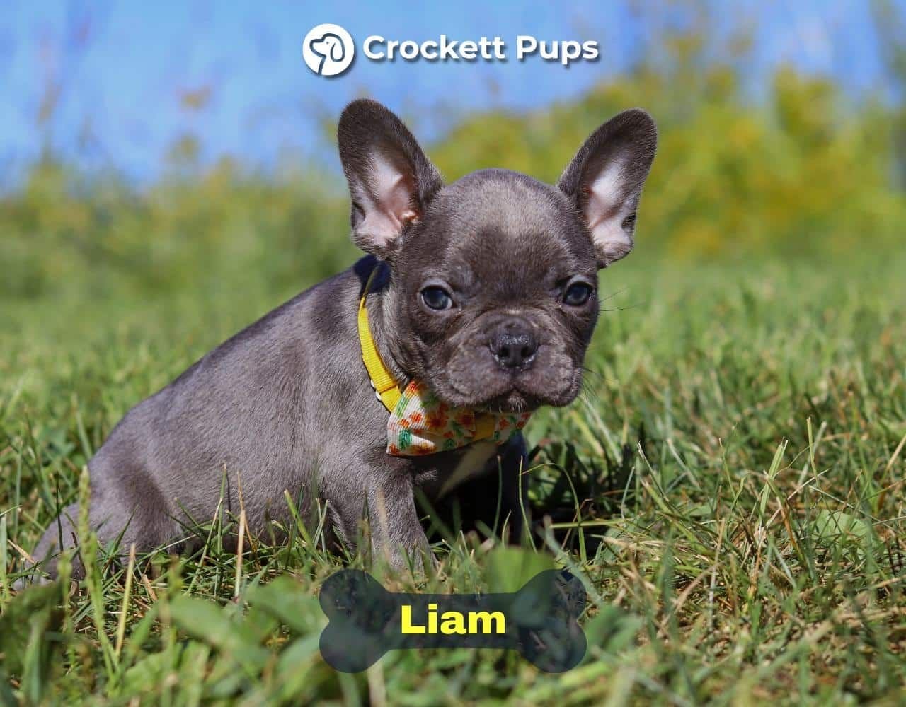 Male Frenchton Pup - Liam