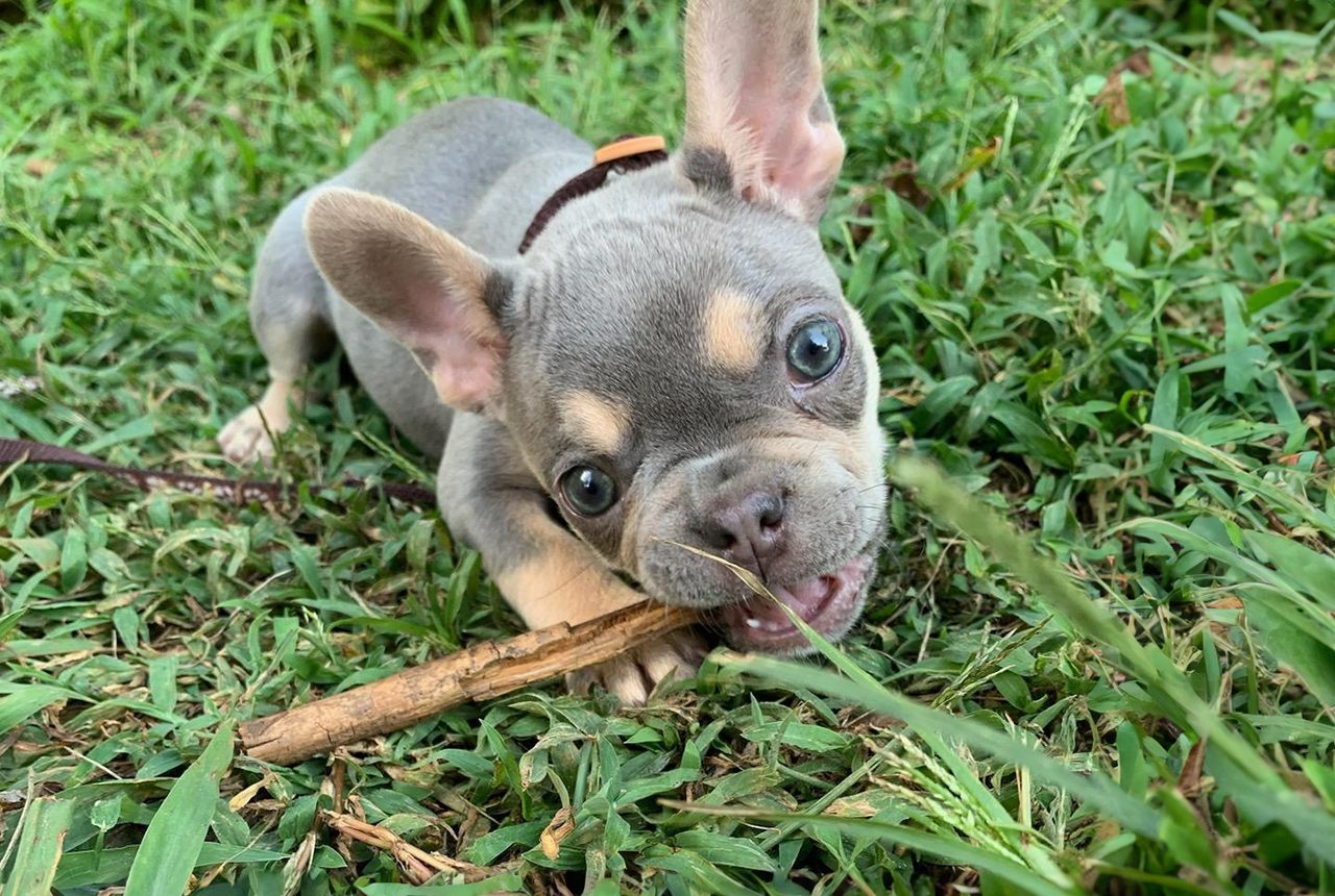 Frenchton Pup - Marie