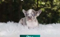 Female Frenchton Pup - Chloe