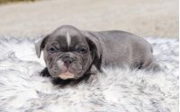 Male Frenchton Pup - Boeing