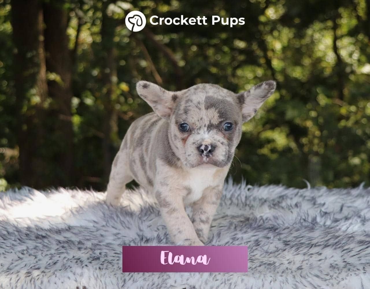 Female Frenchton Pup - Elana