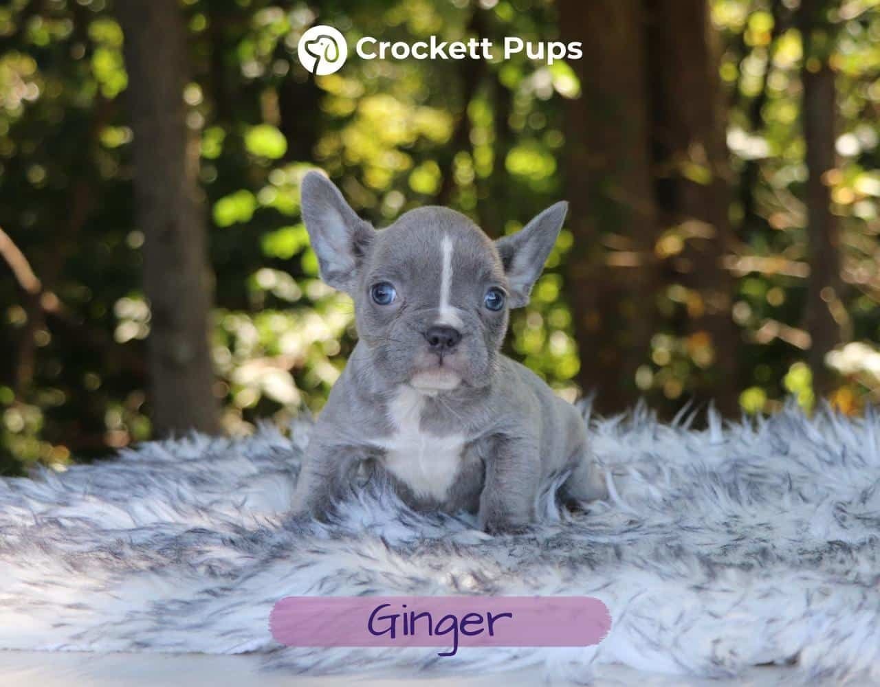 Female Frenchton Pup - Ginger