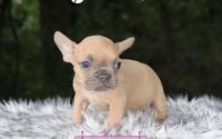 Female Frenchton Pup - Poppy