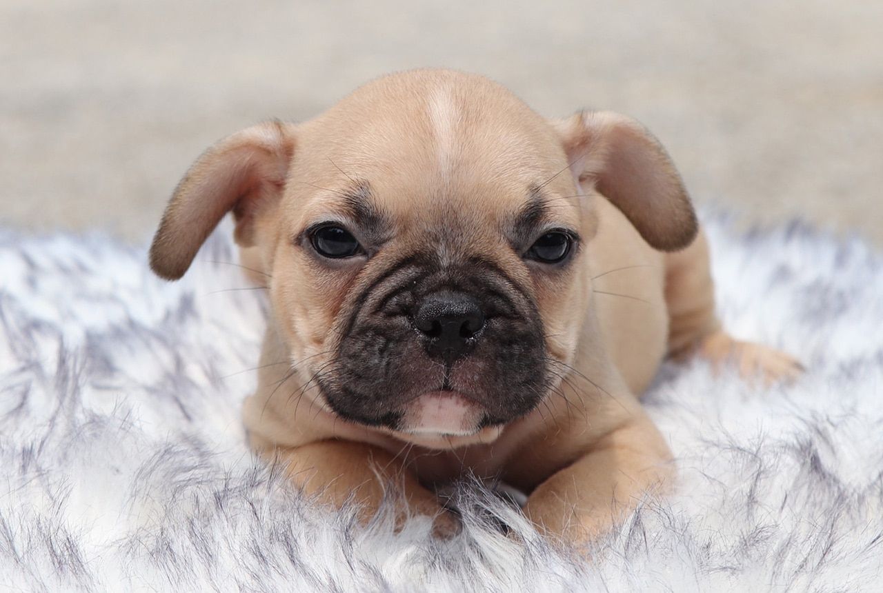 Male Frenchton Pup - Adam