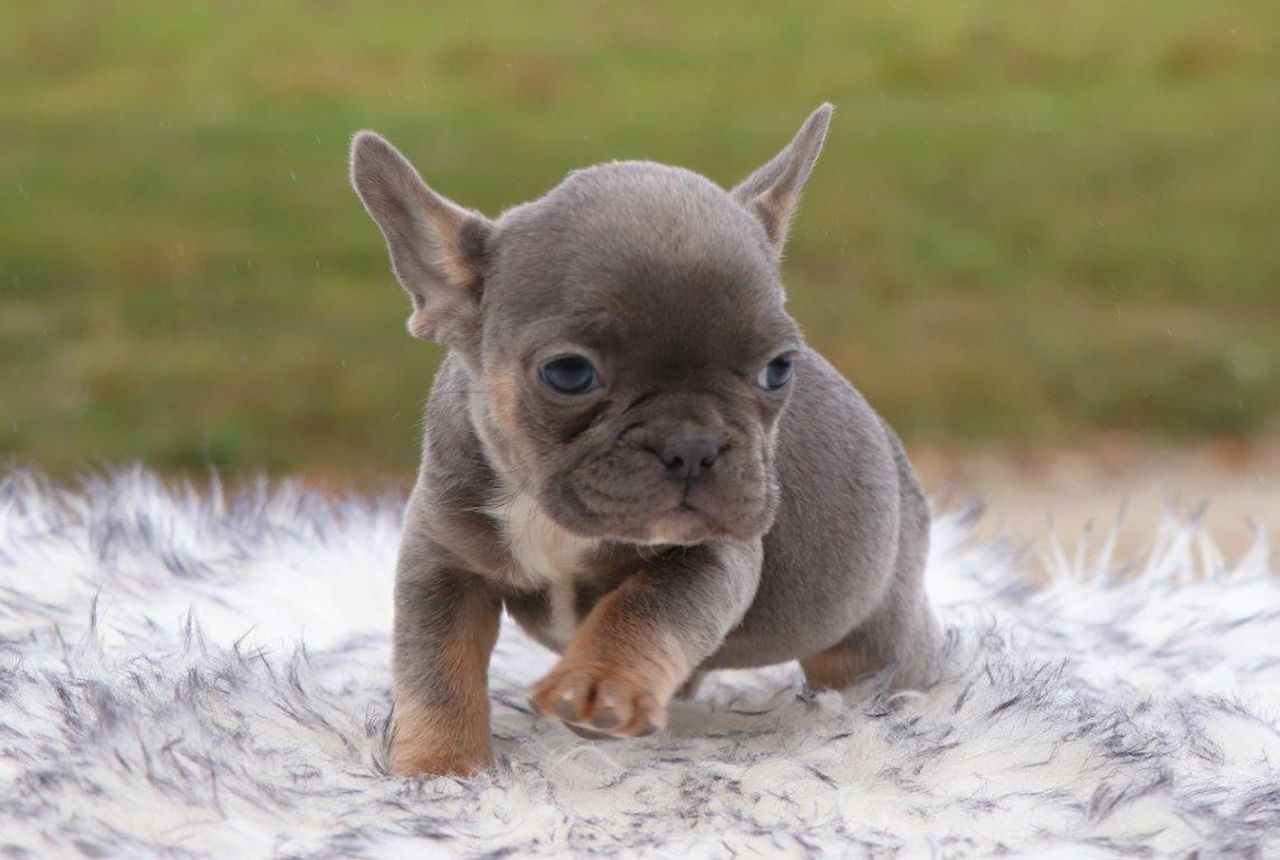 Female Frenchton Pup - Gigi