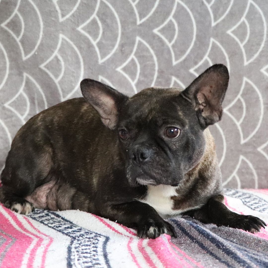 Bella, Female Frenchton
