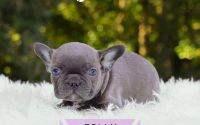 Female Frenchton Pup - Polly