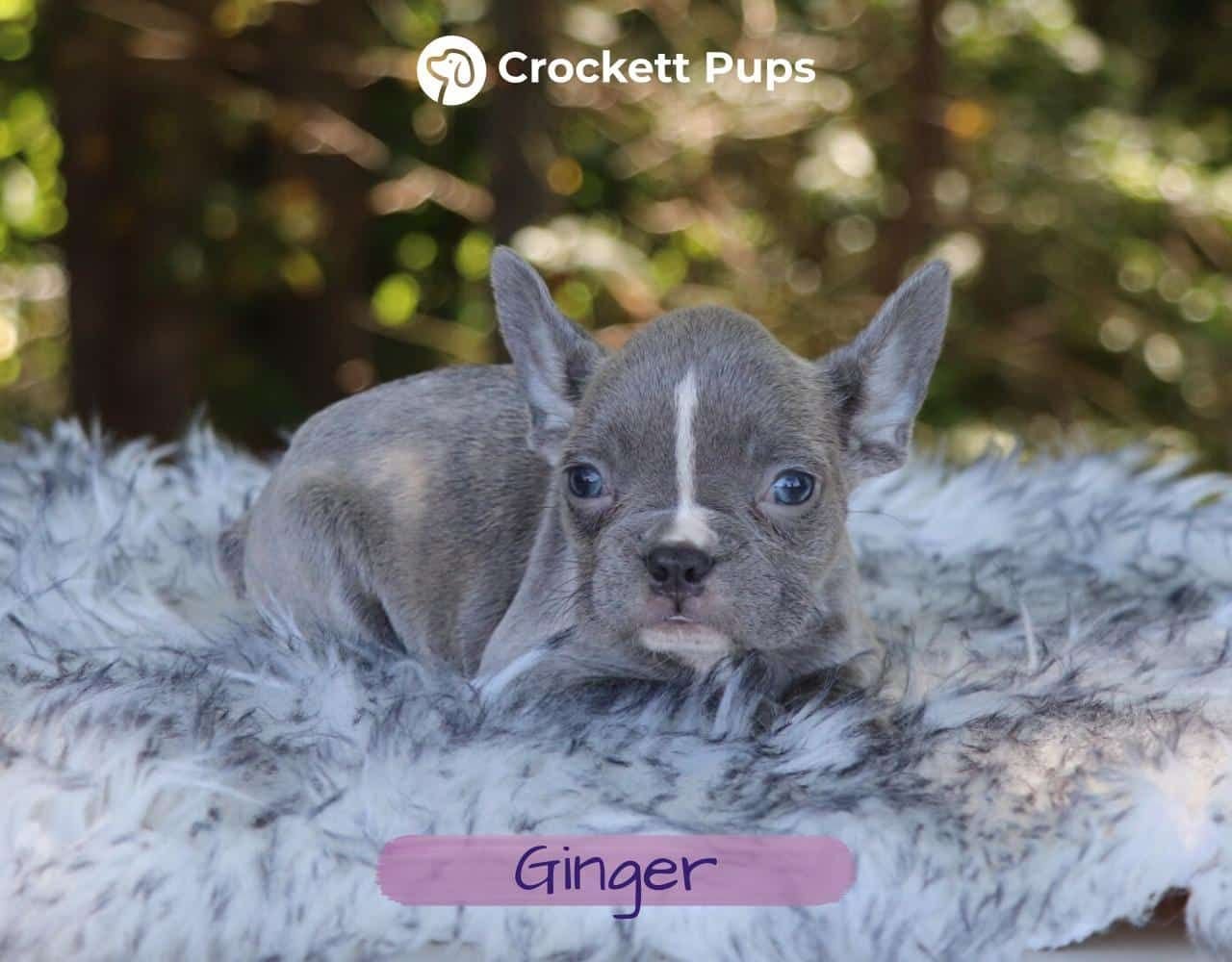 Female Frenchton Pup - Ginger
