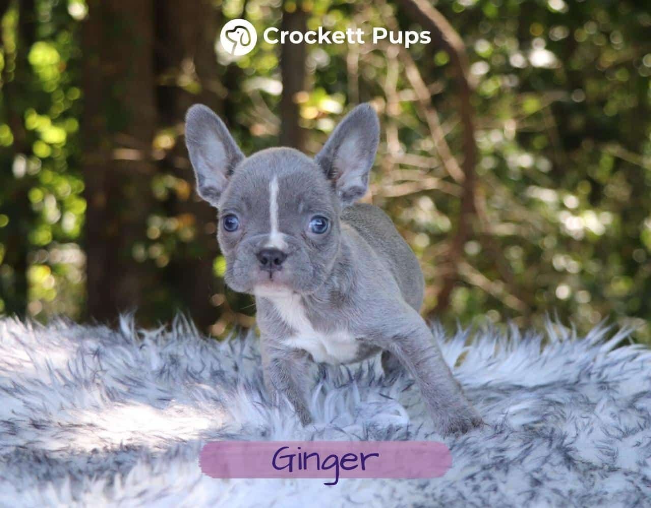 Female Frenchton Pup - Ginger