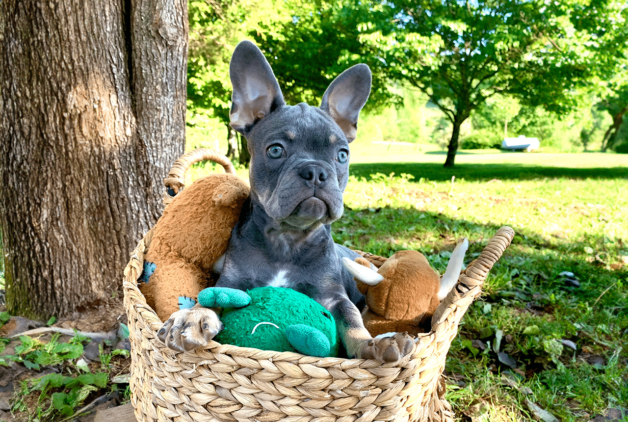 Frenchton Puppy - Benjamin