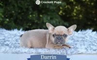 Male Frenchton Pup - Darrin