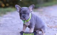 Male Frenchton Pup - Emmett