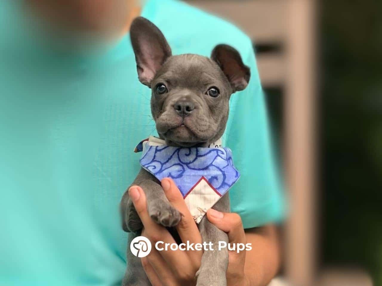 Male Frenchton Pup - Peter
