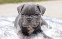 Male Frenchton Pup - Lockheed