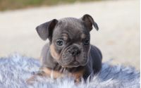 Male Frenchton Pup - Prancer