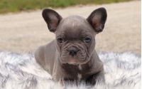 Male Frenchton Pup - Paul