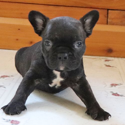 Cute Frenchton Pup on the floor