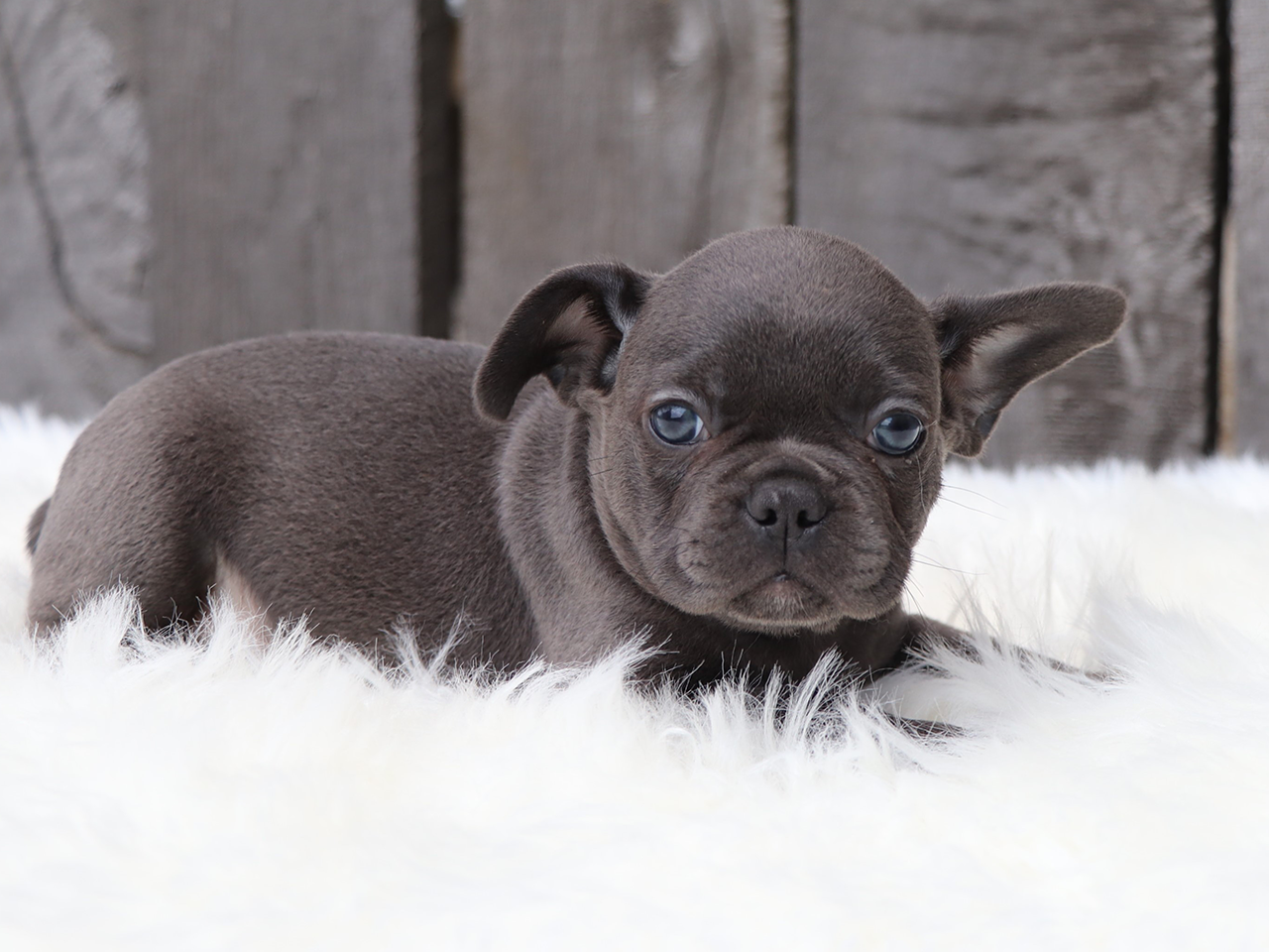 Male Frenchton Pup - Samuel