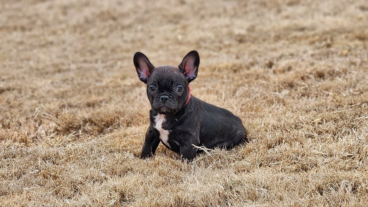 Brindle Frenchton in Yard