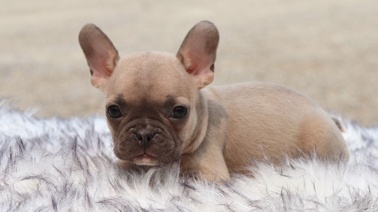 Female Frenchton Pup - Christy