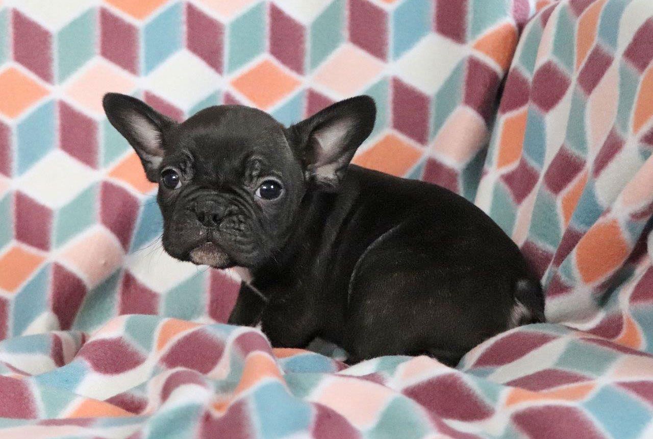 Male Frenchton Pup - Penn