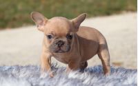Male Frenchton Pup - Rudolph