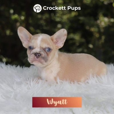 Male Frenchton Pup - Wyatt