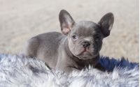 Male Frenchton Pup - Chestnut