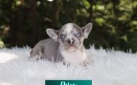 Female Frenchton Pup - Chloe