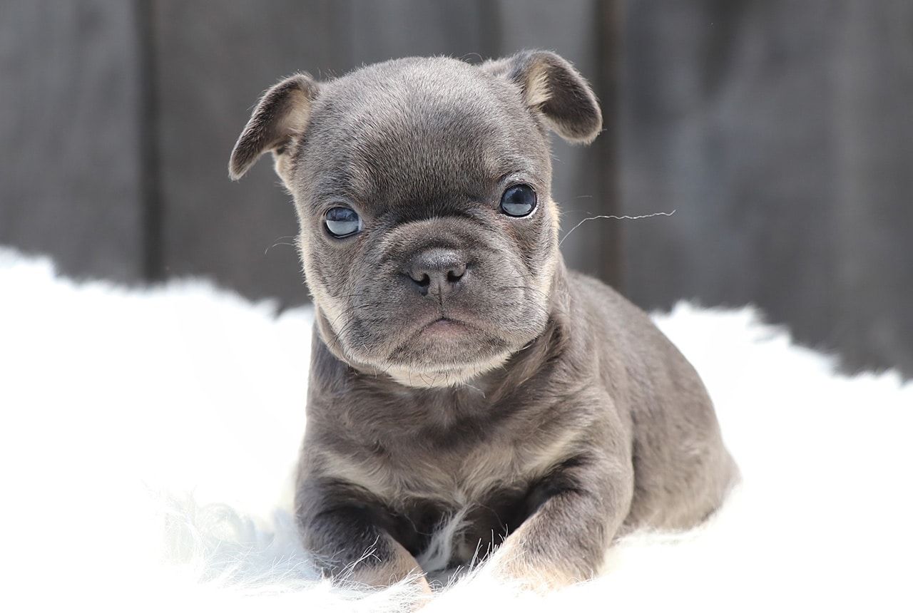 Male Frenchton Pup - Francis