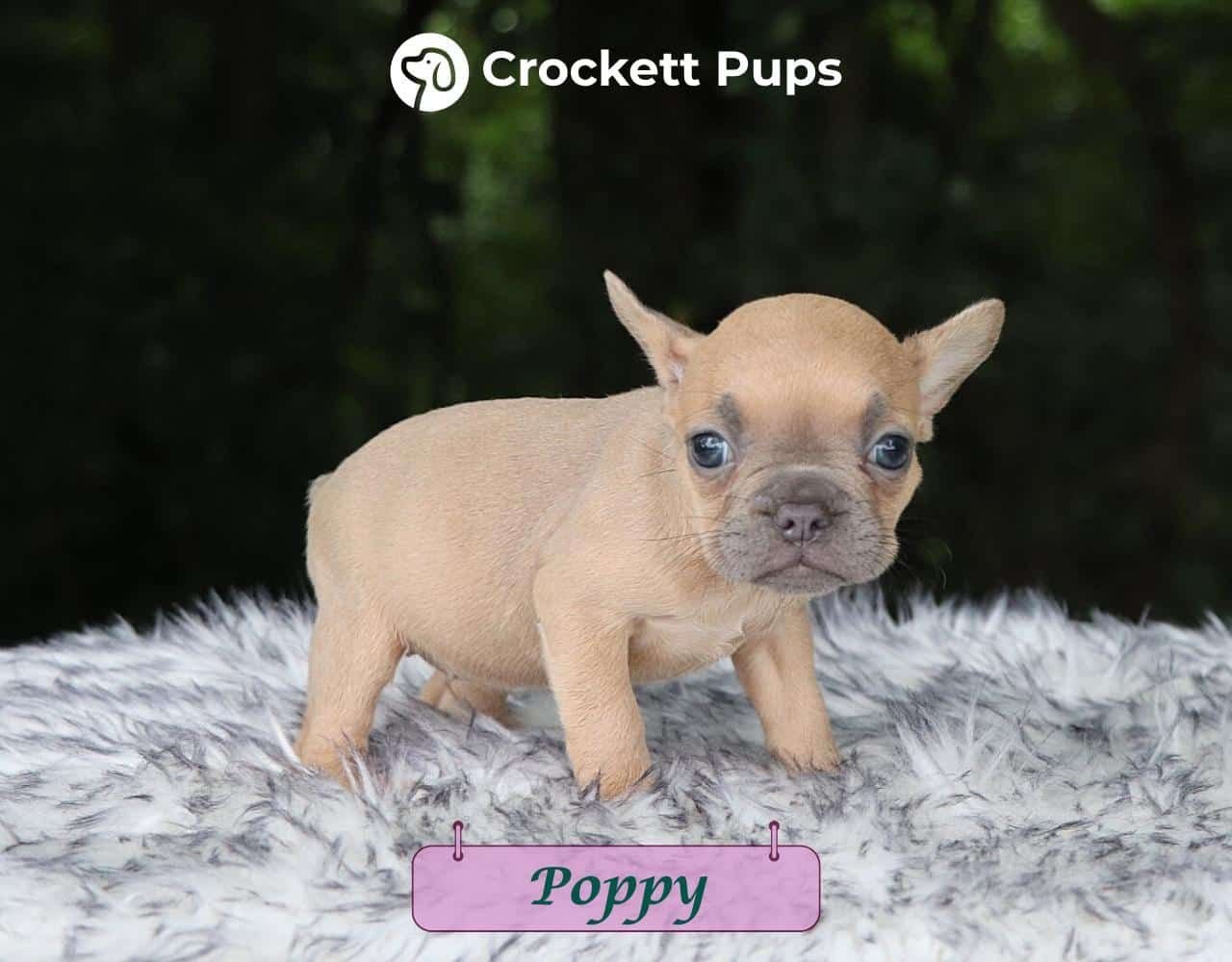 Female Frenchton Pup - Poppy