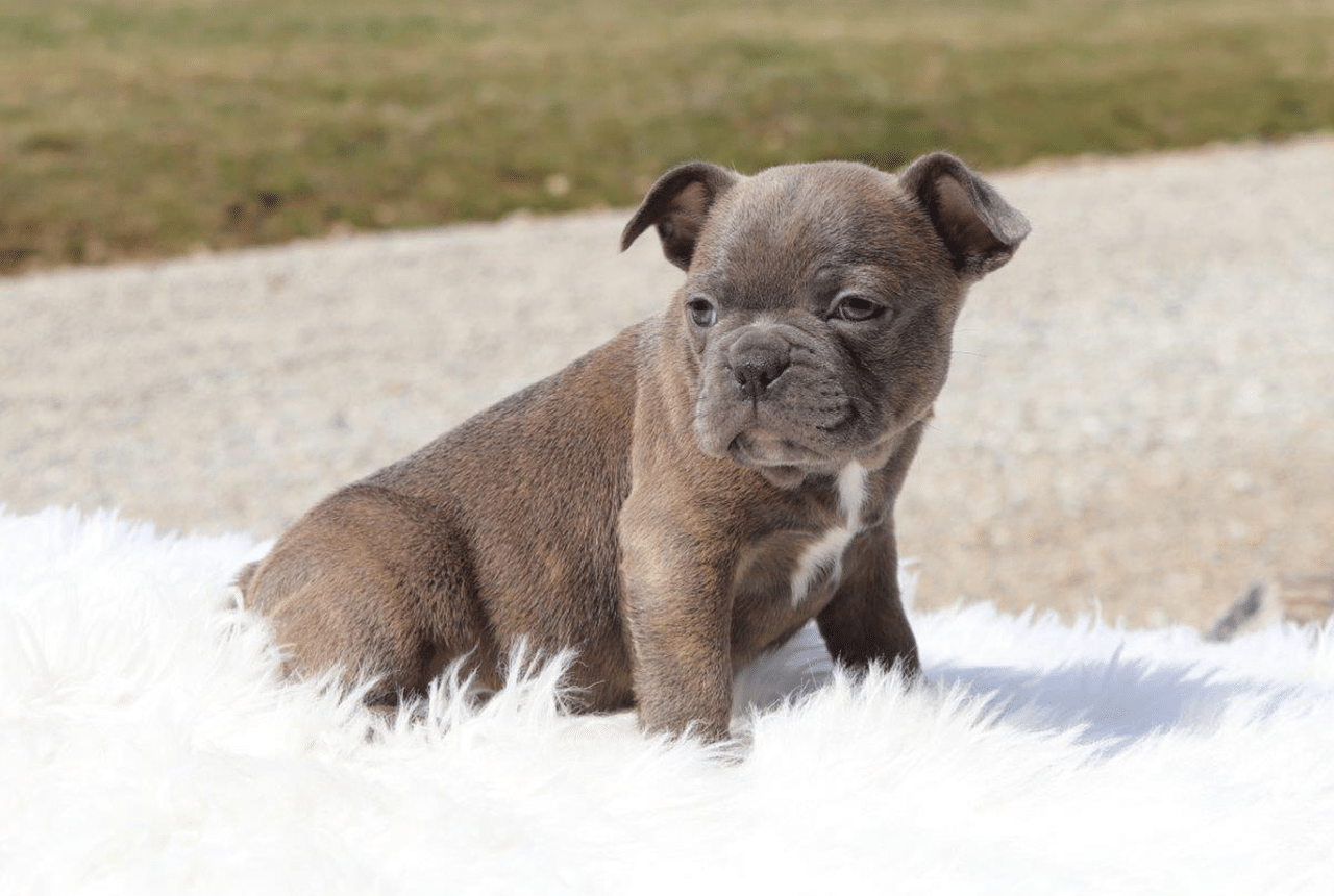 Male Frenchton Pup - Archie