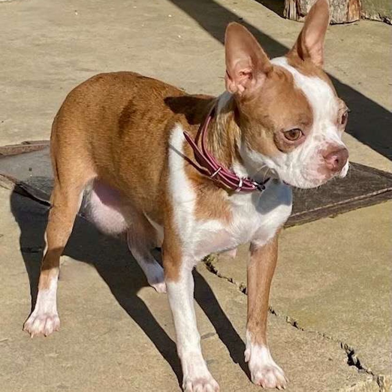 Wendy, the 17 lb Boston Terrier Mom