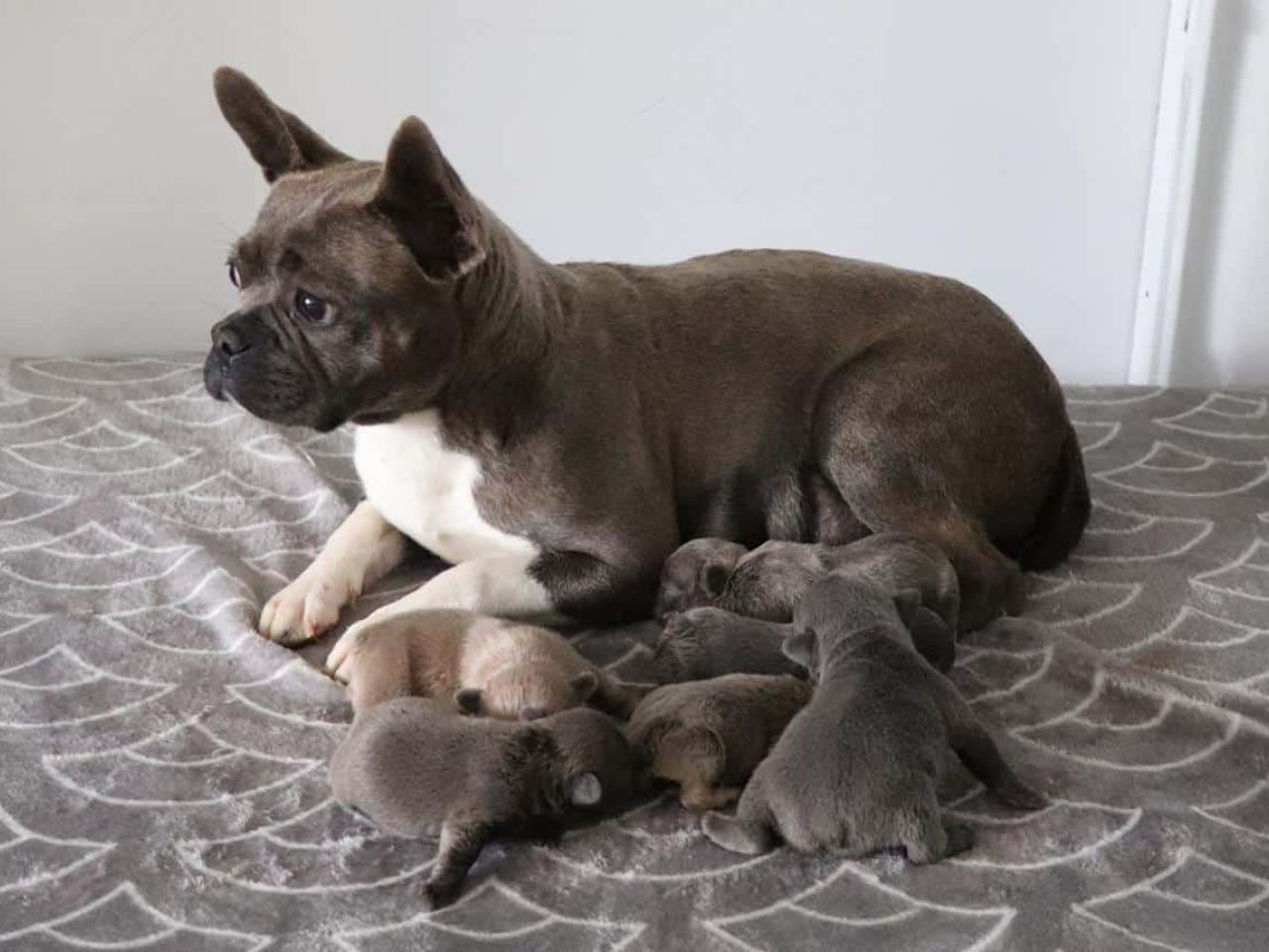 Frenchton Puppies - Born June 10, 2025