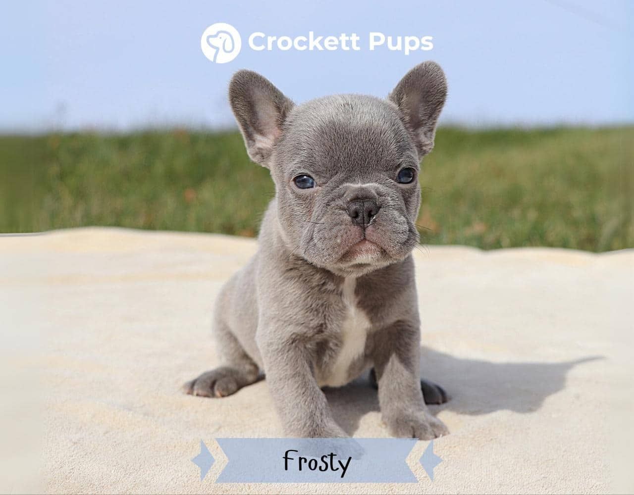 Male Frenchton Pup - Frosty