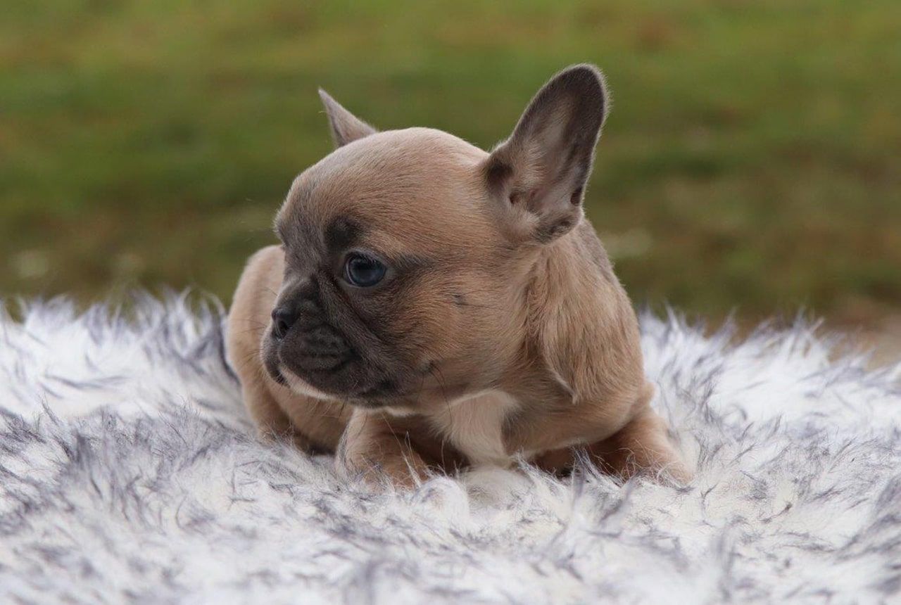 Female Frenchton Pup - Lulu