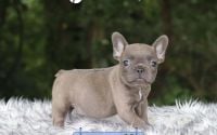 Female Frenchton Pup - Periwinkle