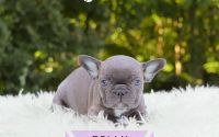 Female Frenchton Pup - Polly